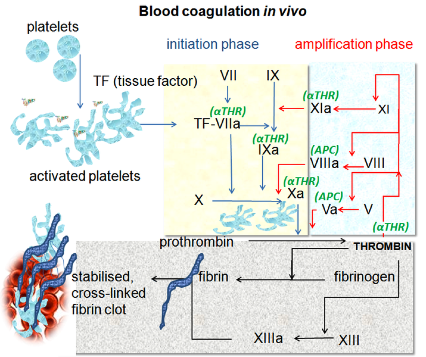 systems-approaches-to-understanding-and-monitoring-coagulopathy-in