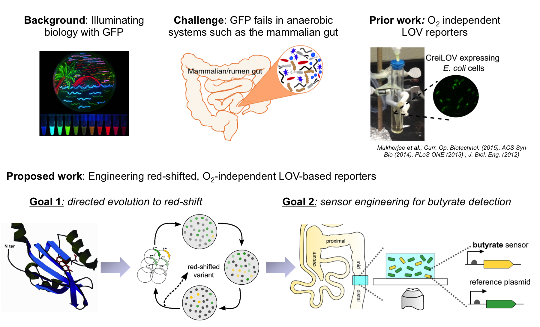 Engineering Red-Shifted Reporters for Imaging Applications in Anaerobic ...