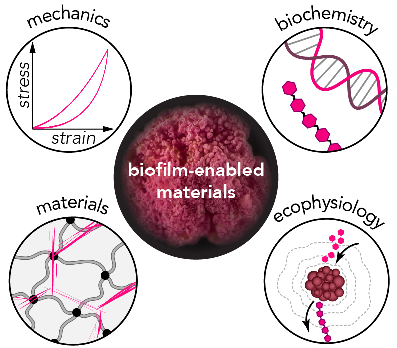 Genes-to-Gels: Toughness and Resilience of Biofilm-enabled 